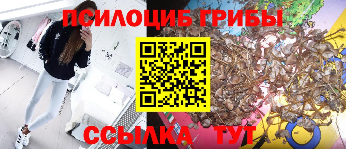 Галлюциногенные грибы прущие грибы  Вход с VPN  Протвино 